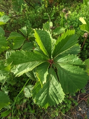 Parthenocissus inserta