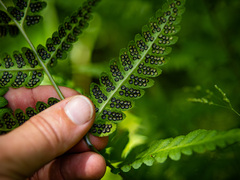 Dryopteris clintoniana