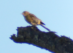 Piranga rubra