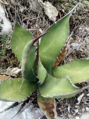 Agave salmiana