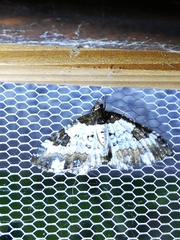 Melanthia procellata