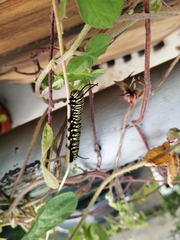 Danaus plexippus plexippus