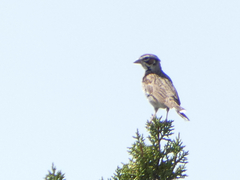 Chondestes grammacus