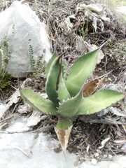 Agave salmiana
