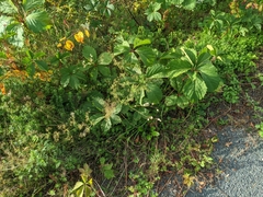 Parthenocissus inserta