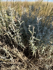 Krascheninnikovia lanata