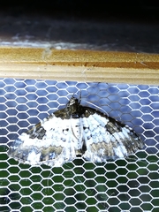 Melanthia procellata