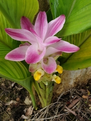Curcuma
