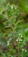 Euphrasia hirtella