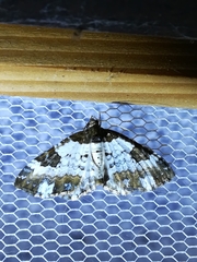 Melanthia procellata