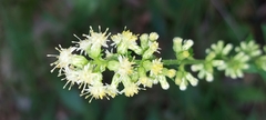Solidago bicolor