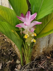 Curcuma