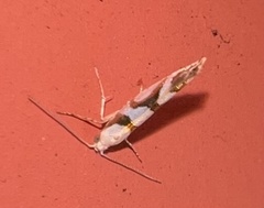 Argyresthia