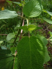 Salvia gesneriiflora