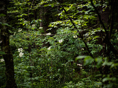 Sambucus canadensis