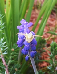 Misumena vatia