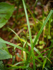 Carex scabrata