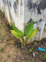 Curcuma