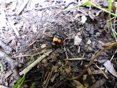 Nicrophorus vespilloides