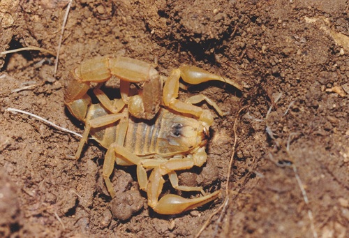 Common Yellow Scorpion, photo 3 of 10