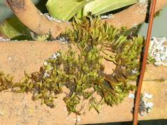 Pulvigera lyellii