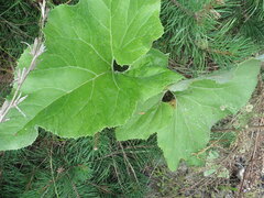 Petasites spurius