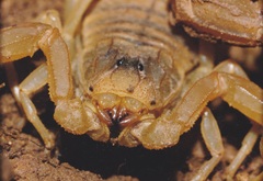 Buthus occitanus