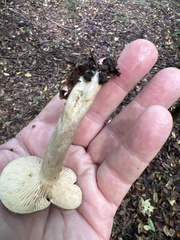 Lactarius argillaceifolius