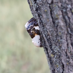 Acontia lucida