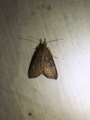 Hypena humuli