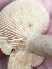 Lactarius argillaceifolius