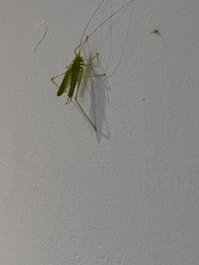 Meconema thalassinum