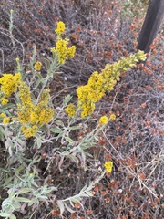 Solidago velutina