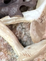 Lactarius argillaceifolius