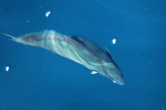 Seriola rivoliana