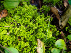 Trichocolea tomentella