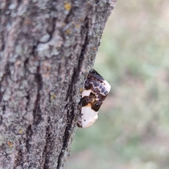 Acontia lucida