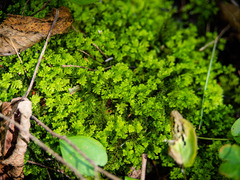 Trichocolea tomentella