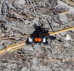 Psychomorpha epimenis