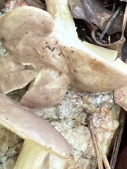 Lactarius argillaceifolius