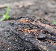 Oecophylla smaragdina