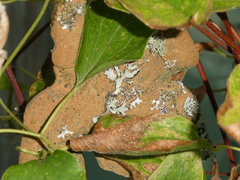 Lobaria anomala