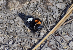 Psychomorpha epimenis