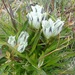Arctic Gentian - Photo (c) ranprunty, some rights reserved (CC BY-NC)