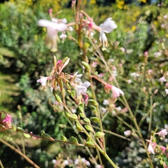 Oenothera gaura