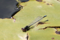 Erythromma najas