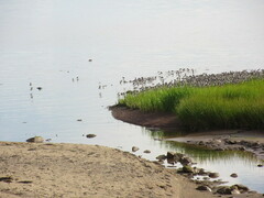 Calidris minutilla