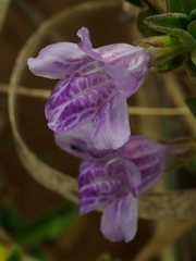 Dyschoriste capricornis
