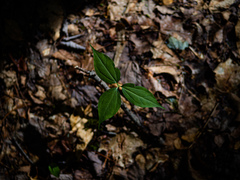 Trillium undulatum