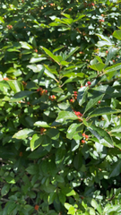 Ilex verticillata
